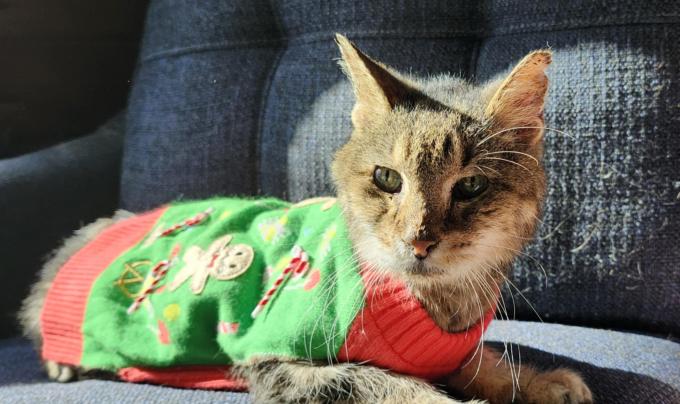 Aragon the cat in a holiday sweater on a chair